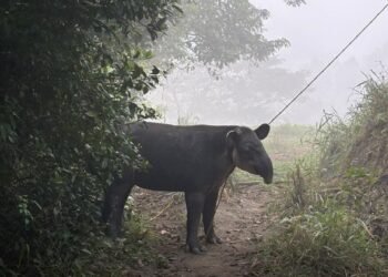 Tapir en peligro de extinción es rescatado en el sur de Veracruz; logran traslado seguro