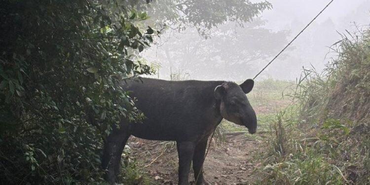 Tapir en peligro de extinción es rescatado en el sur de Veracruz; logran traslado seguro