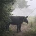 Tapir en peligro de extinción es rescatado en el sur de Veracruz; logran traslado seguro