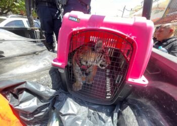 Rescatan cachorro de tigre de Bengala en Estado de México tras denuncia vecinal
