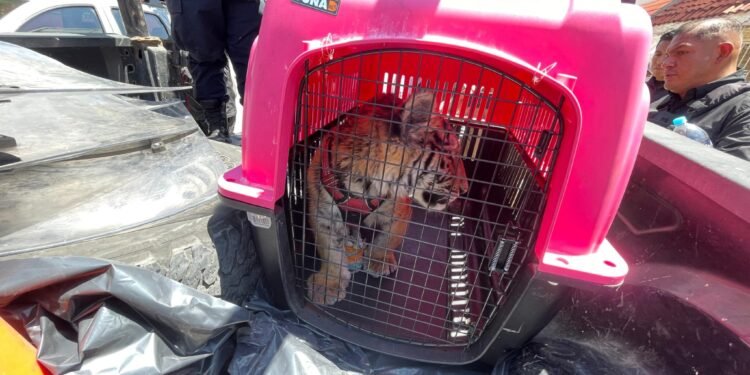Rescatan cachorro de tigre de Bengala en Estado de México tras denuncia vecinal