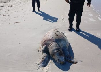 Aparece tortuga sin vida en playas de El Cuyo; investigan causas del deceso