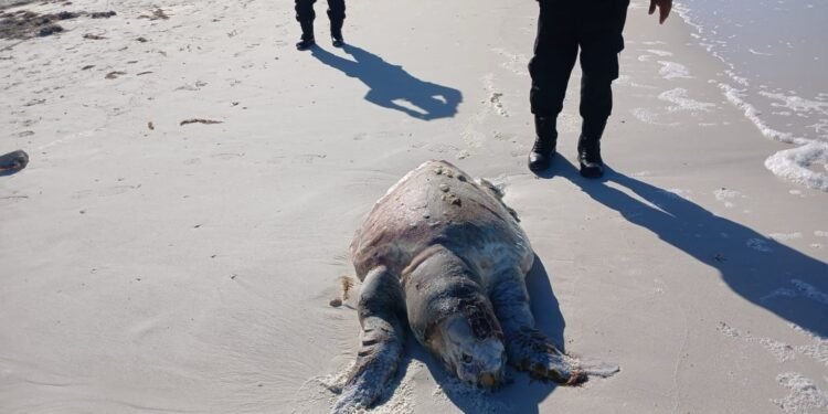 Aparece tortuga sin vida en playas de El Cuyo; investigan causas del deceso