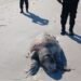 Aparece tortuga sin vida en playas de El Cuyo; investigan causas del deceso