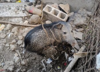 Profepa asesta golpe al tráfico de fauna en Yucatán; aseguran más de 100 ejemplares