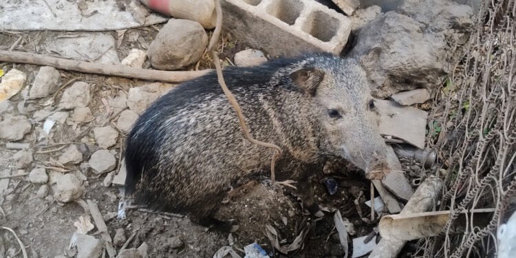Profepa asesta golpe al tráfico de fauna en Yucatán; aseguran más de 100 ejemplares