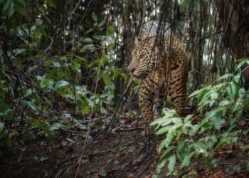 Jaguar, símbolo de la selva y especie en alerta en la Península de Yucatán