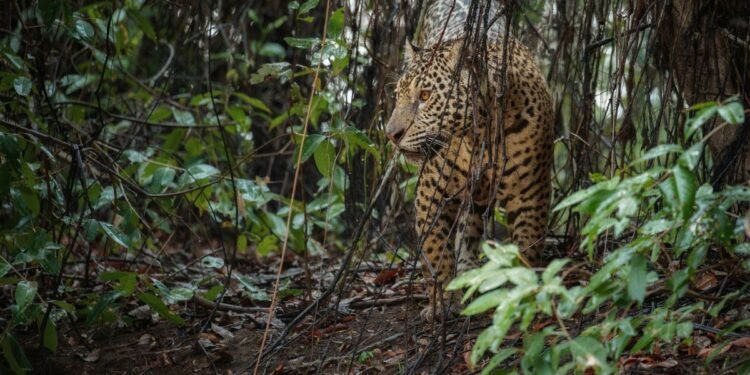 Jaguar, símbolo de la selva y especie en alerta en la Península de Yucatán