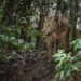 Jaguar, símbolo de la selva y especie en alerta en la Península de Yucatán