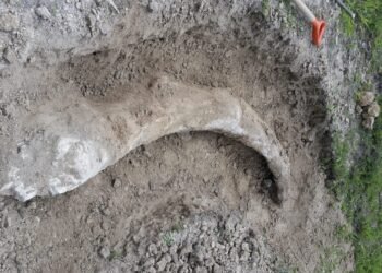 A dos años del hallazgo, crece presión para exhibir mamut en Guanajuato