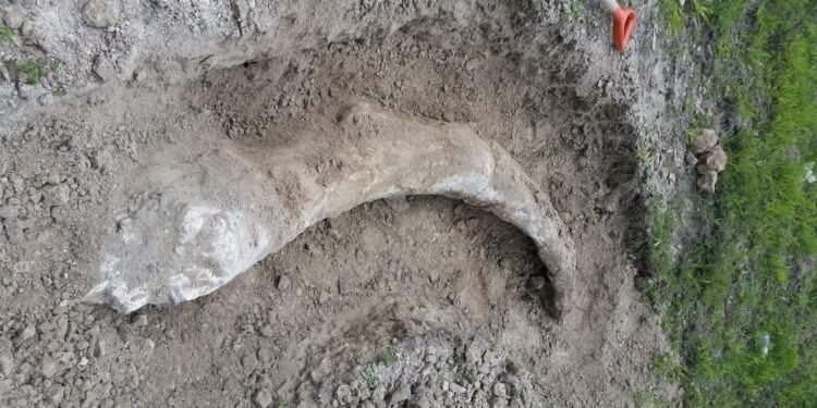 A dos años del hallazgo, crece presión para exhibir mamut en Guanajuato