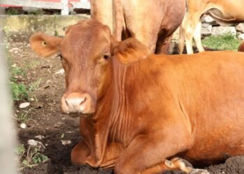 Contención del gusano barrenador reduce casos de 160 diarios a 25 por semana en el estado