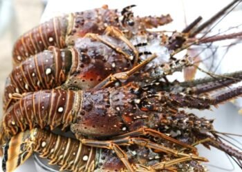 Fue una buena temporada de langosta en Yucatán, superó las 700 toneladas y con precio estable