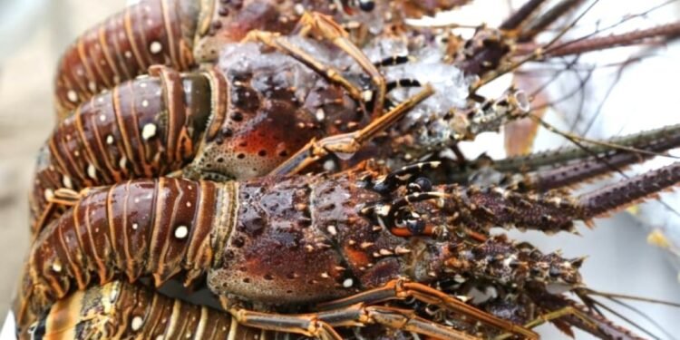 Fue una buena temporada de langosta en Yucatán, superó las 700 toneladas y con precio estable