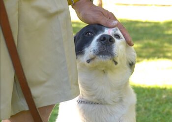 Un amigo de cuatro patas que alarga la vida: lomitos benefician a adultos mayores