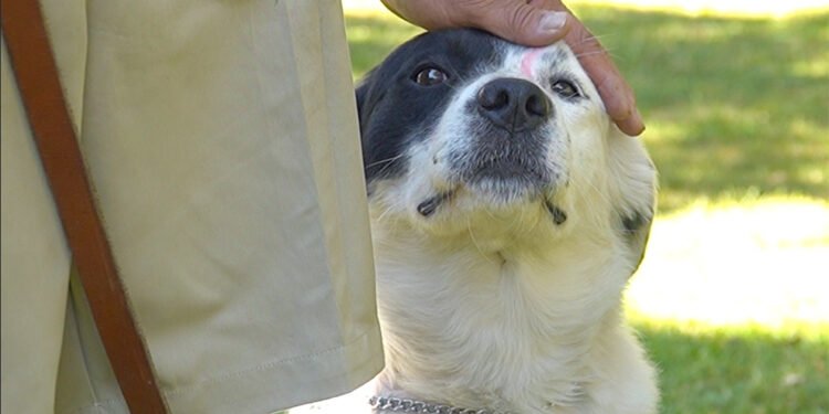 Un amigo de cuatro patas que alarga la vida: lomitos benefician a adultos mayores