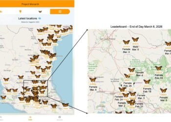 Sensores revelan nuevos secretos de la migración de la Mariposa Monarca
