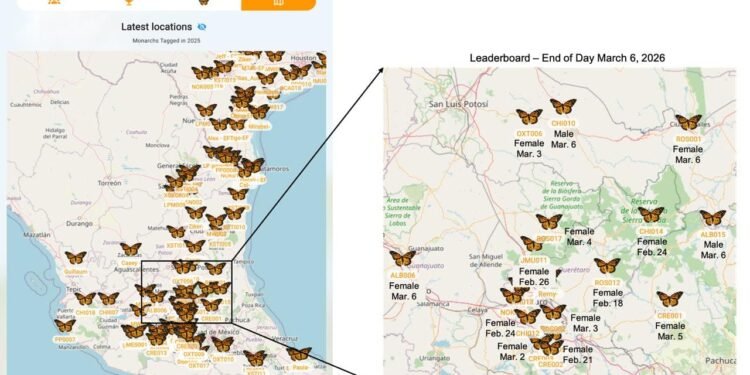 Sensores revelan nuevos secretos de la migración de la Mariposa Monarca