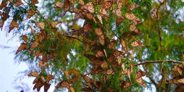 Ruta de la mariposa Monarca en riesgo: incendio golpea santuario en Tamaulipas