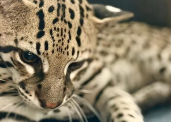 Ocelote herido tras atropellamiento es resguardado en el zoológico Animaya