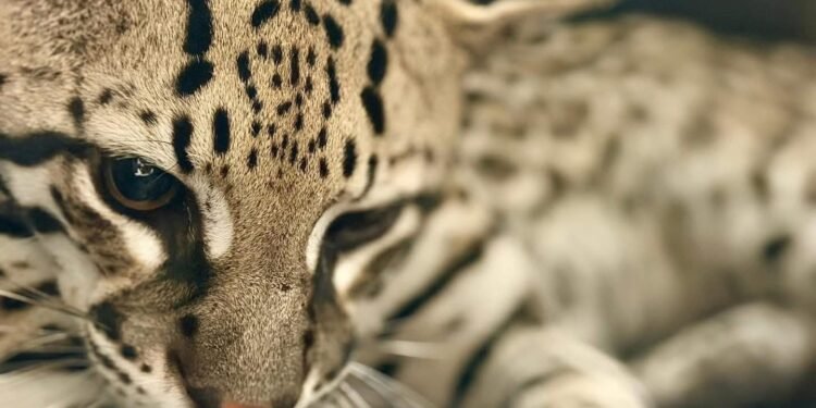 Ocelote herido tras atropellamiento es resguardado en el zoológico Animaya