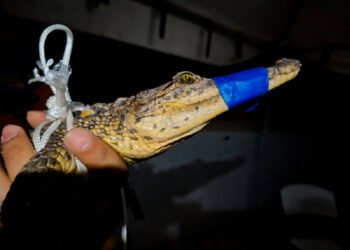 Alerta por cocodrilo en presa de Coahuila