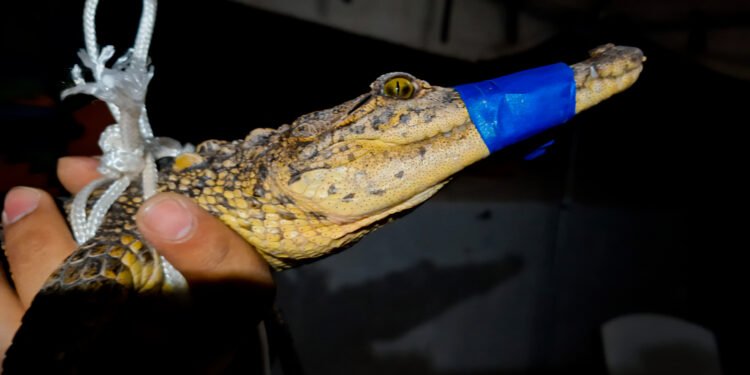 Alerta por cocodrilo en presa de Coahuila