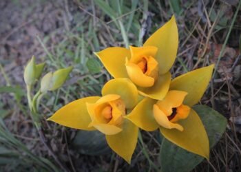 México se prepara para celebrar por primera vez el Día de la Orquídea este 21 de marzo