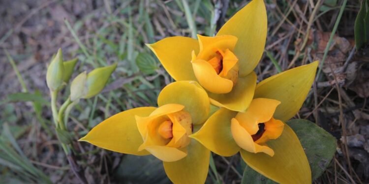 México se prepara para celebrar por primera vez el Día de la Orquídea este 21 de marzo