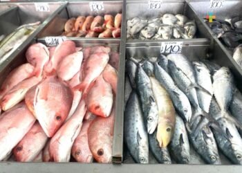 En Yucatán, uno de cada tres pescados no es lo que te venden: Oceana