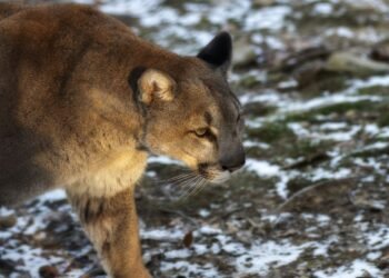 Felino en libertad: un puma emerge en la selva de la biosfera de Campeche