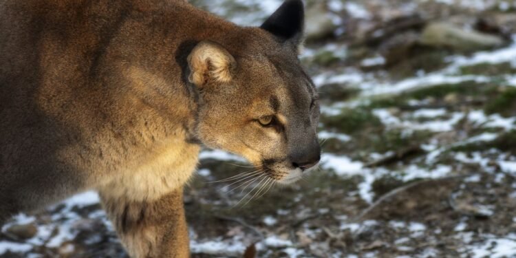 Felino en libertad: un puma emerge en la selva de la biosfera de Campeche
