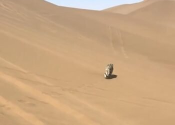 Rescatan a leopardo de las nieves en China; estaba perdido en el desierto