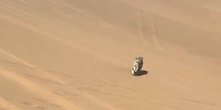 Rescatan a leopardo de las nieves en China; estaba perdido en el desierto