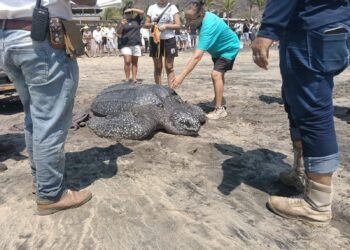 Pescadores y brigadistas rescatan tortuga laúd gigante en Oaxaca