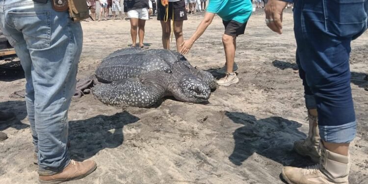 Pescadores y brigadistas rescatan tortuga laúd gigante en Oaxaca