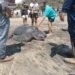 Pescadores y brigadistas rescatan tortuga laúd gigante en Oaxaca