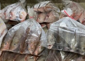 Boom de mariscos en Cuaresma dispara hasta 70% la venta informal: Canaco