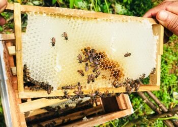 Miel de China pone en jaque a la yucateca, así se fortalecerá el producto nacional