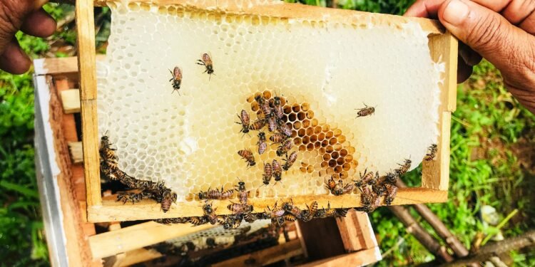 Miel de China pone en jaque a la yucateca, así se fortalecerá el producto nacional