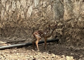 Llegó la cigüeña; celebran nacimiento de venados en el Zoológico La Reina en Tizimín