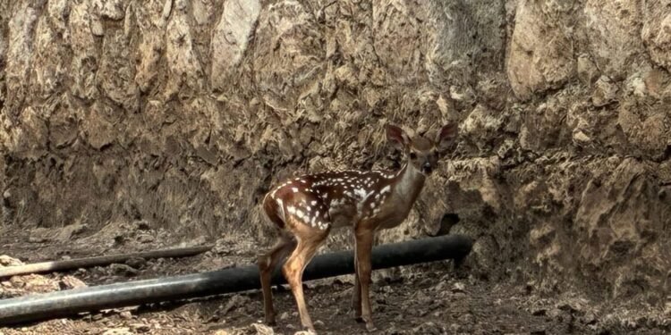 Llegó la cigüeña; celebran nacimiento de venados en el Zoológico La Reina en Tizimín