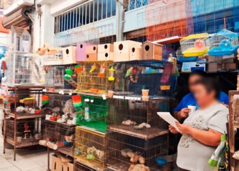 Aseguran más de 100 animales en Yucatán; detectan red ilegal de vida silvestre