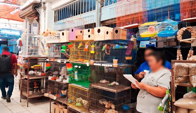 Aseguran más de 100 animales en Yucatán; detectan red ilegal de vida silvestre