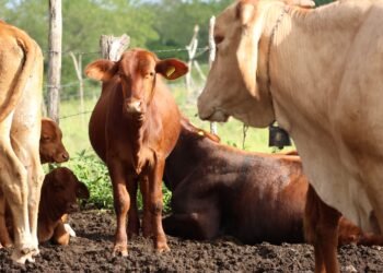 A la conquista de EU; Ley Ganadera fortalece exportación del ganado yucateco