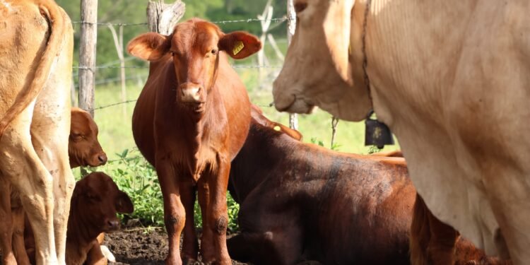 A la conquista de EU; Ley Ganadera fortalece exportación del ganado yucateco