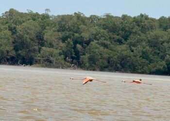 “Que vayan y vean”: alcalde de Celestún niega venta irregular de terrenos en zonas protegidas