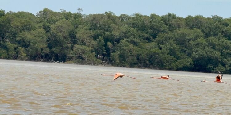 “Que vayan y vean”: alcalde de Celestún niega venta irregular de terrenos en zonas protegidas