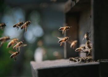 Se disparan hospitalizaciones por picaduras de abejas en Yucatán