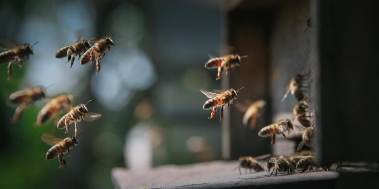 Se disparan hospitalizaciones por picaduras de abejas en Yucatán